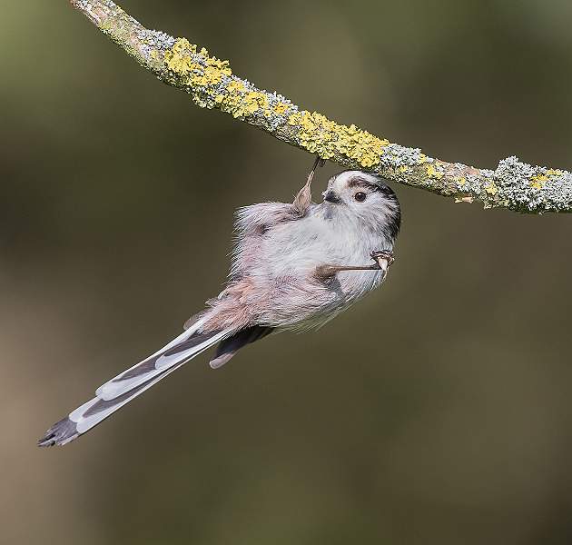 Long Tailed Tit_Roger Hance.jpg